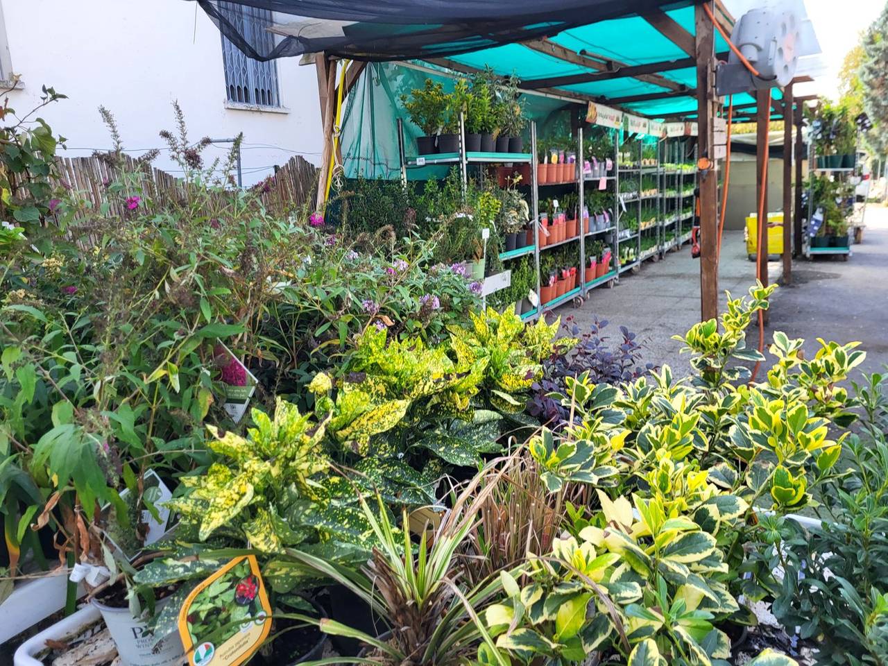 Arbusti a foglia variegata