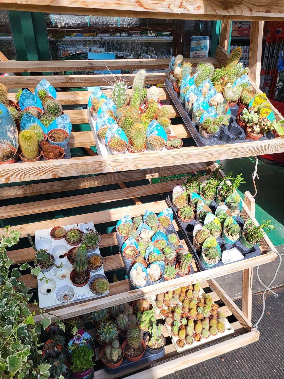 Espositore con cactus e piante grasse