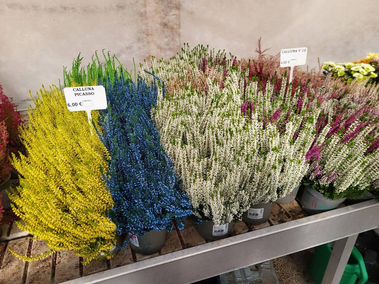 Callune gialle, blu, bianche e rosa