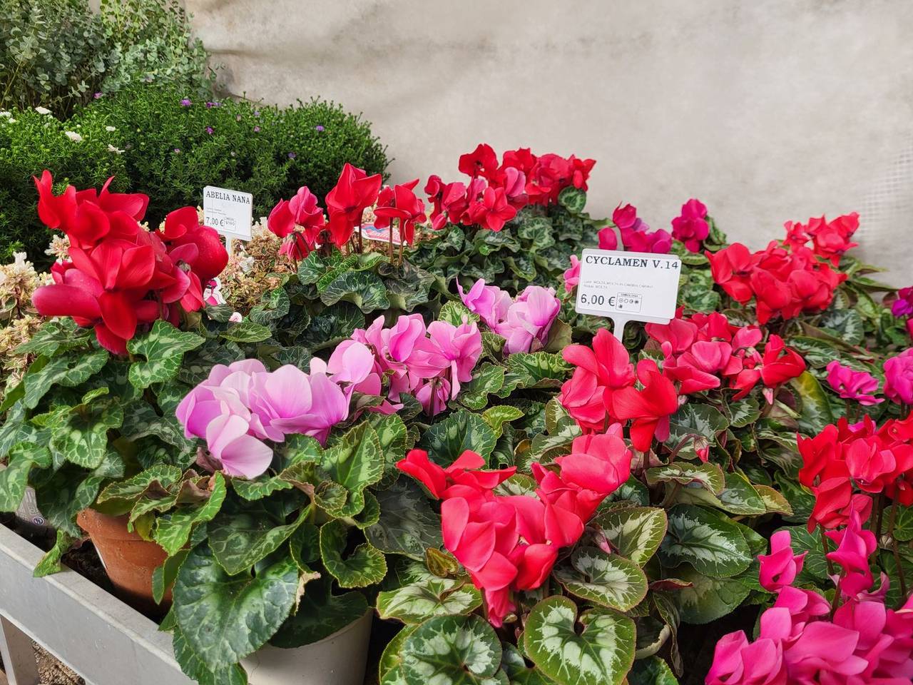 Ciclamini rossi e rosa