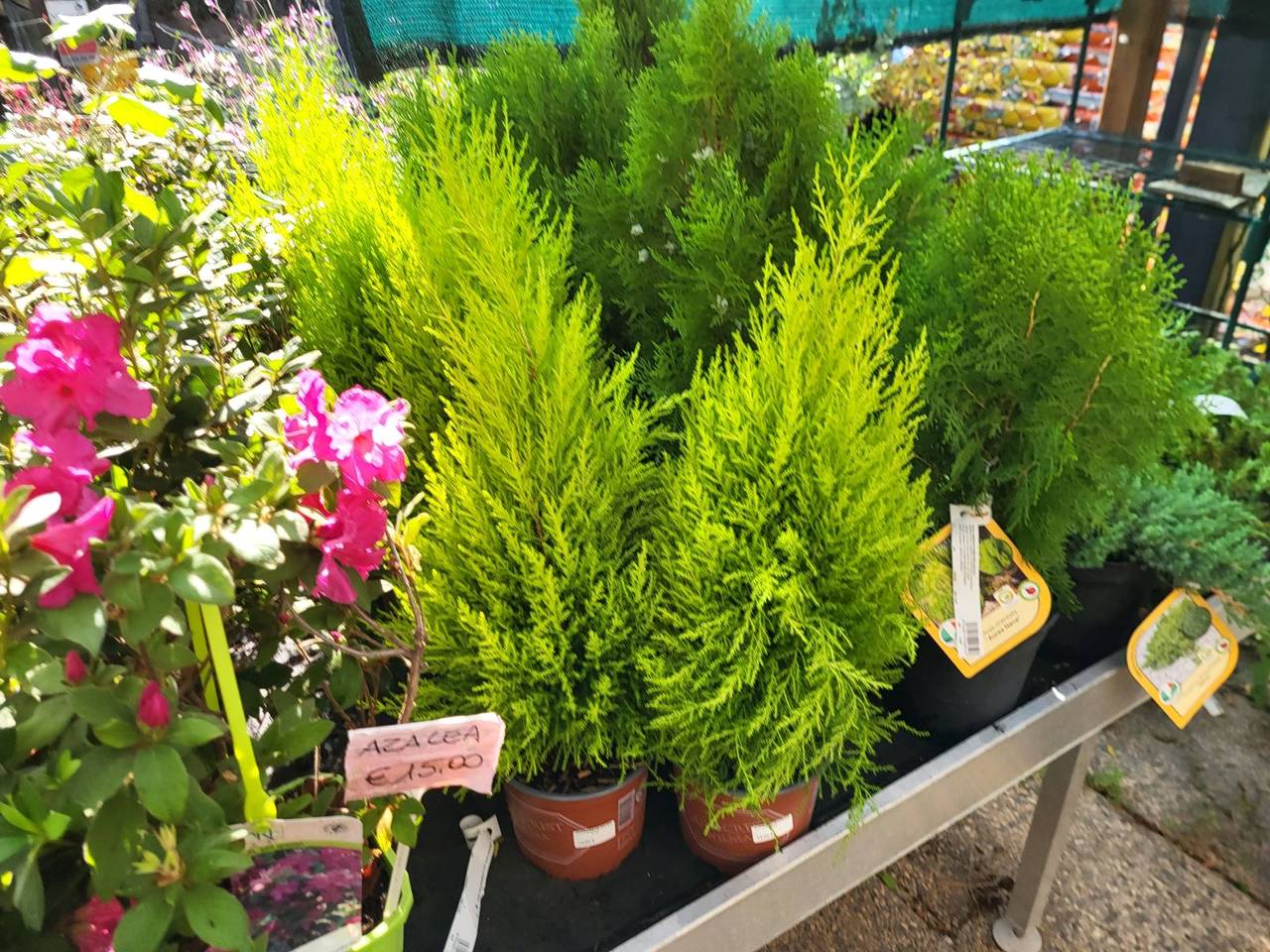 Cipressini dorati