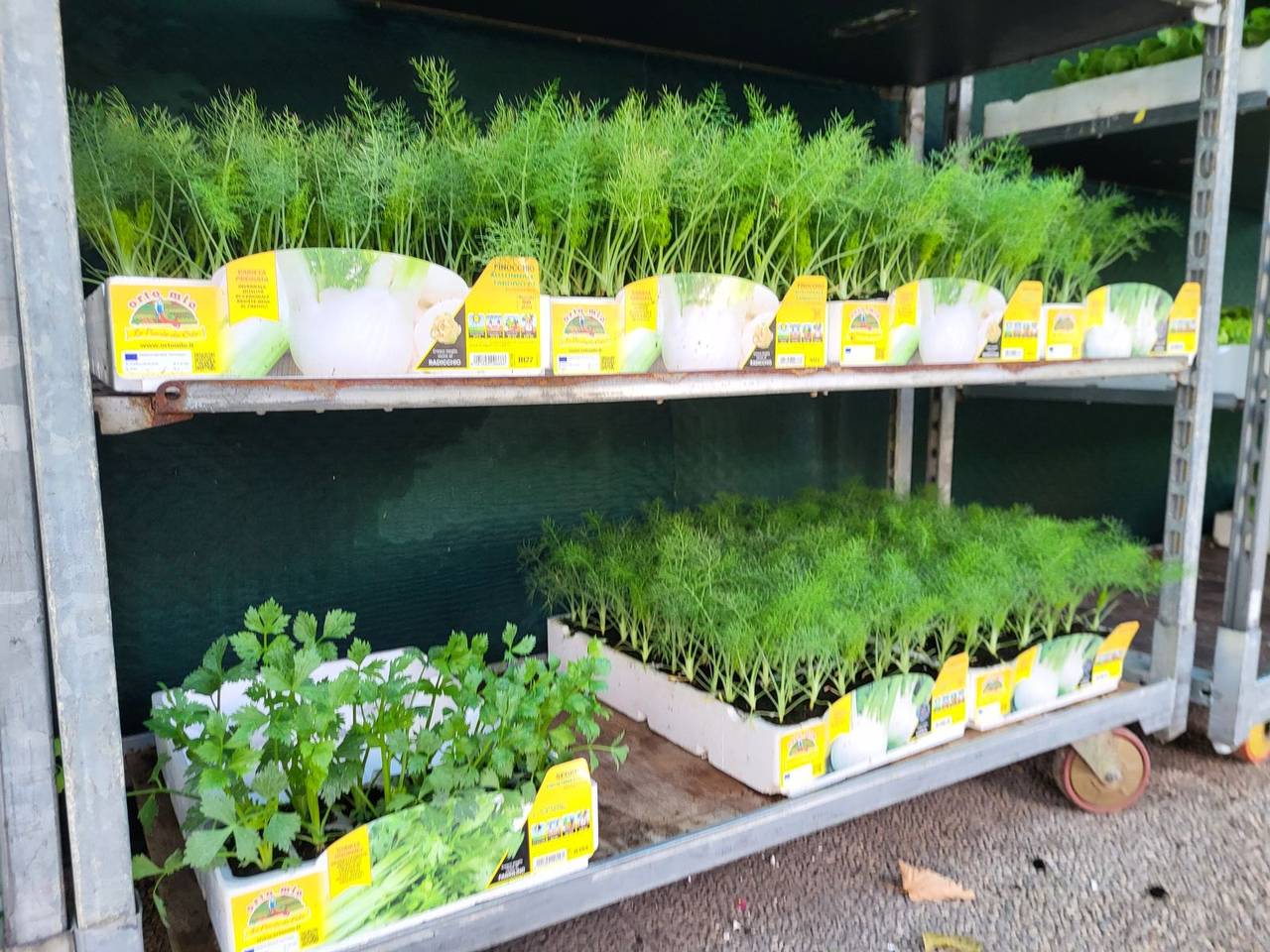 Piantine di finocchio e cipolla in pack