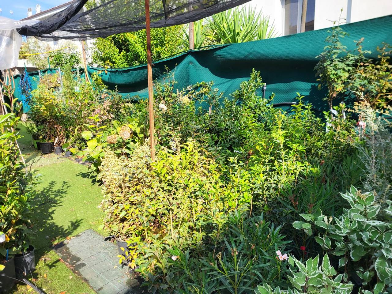 Arbusti esposti nel giardino del vivaio