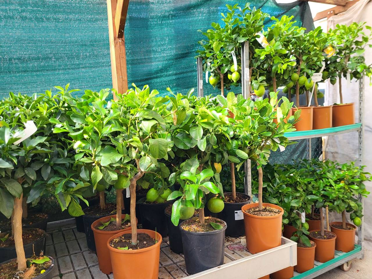 Alberi di limone in vaso
