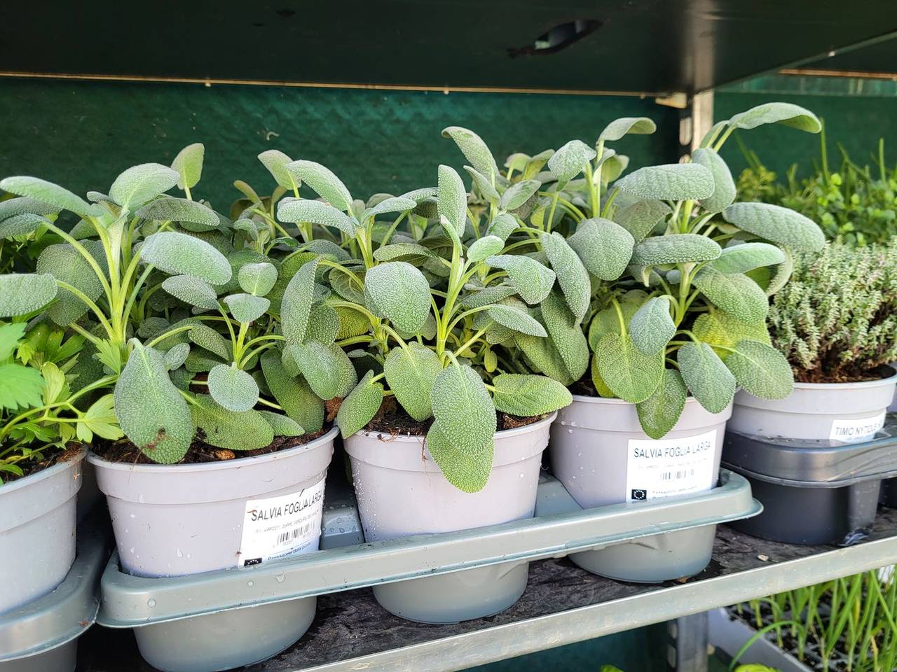 Salvia a foglia larga in vaso